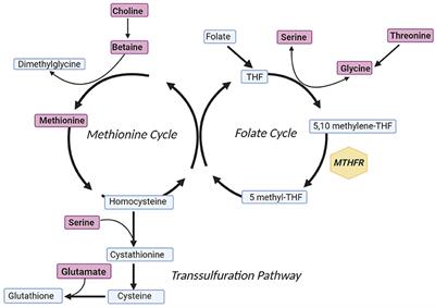 Genetic and Metabolite Variability in One-Carbon Metabolism Applied to an Insulin Resistance Model in Patients With Schizophrenia Receiving Atypical Antipsychotics